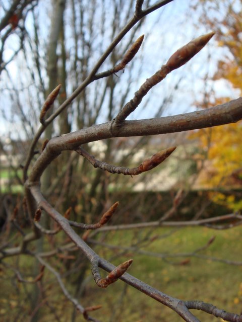 Fagus sylvatica bourgeons